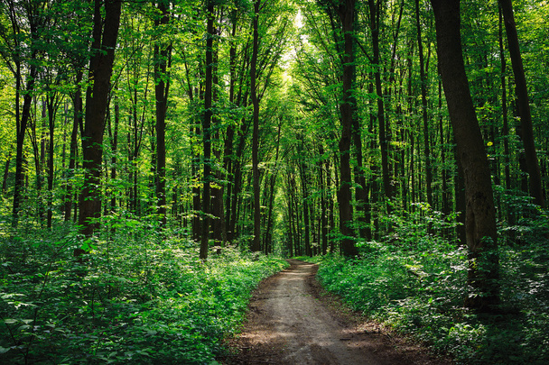 Belle forêt verte
 - Photo, image