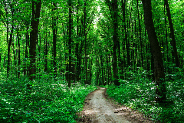 beautiful green forest - Фото, зображення