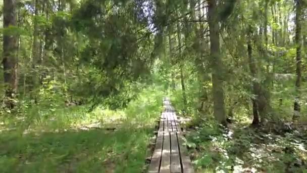 groen bos op een zonnige dag - Video