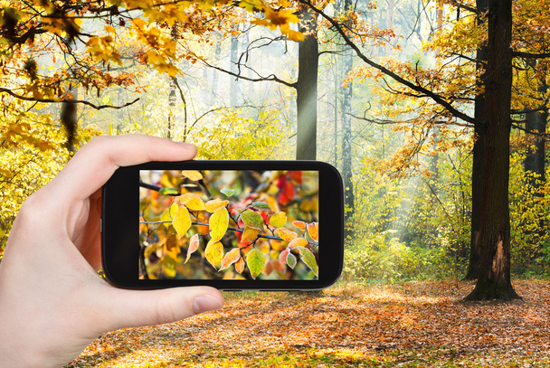 turista tomando fotos de bosque de otoño
 - Foto, Imagen