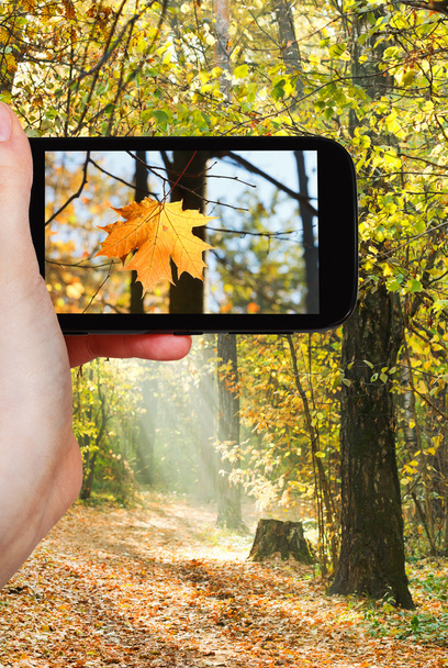 turista tomando fotos de hoja de arce en bosques de otoño
 - Foto, Imagen