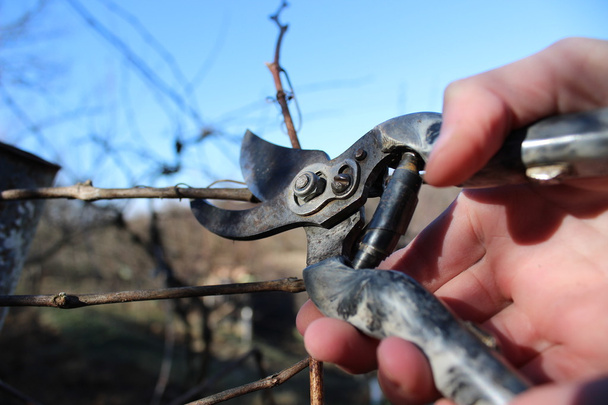 Обрізка гілок винограду в весняному саду
. - Фото, зображення