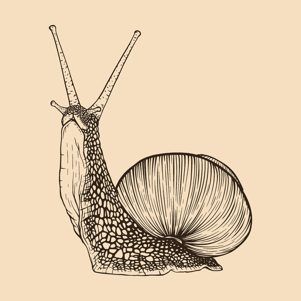 Snail hand drawn. Vintage line engraving style. Vector illustration - Wektor, obraz