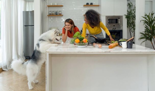 İki kadın sade mutfakta neşeli bir anı paylaşıyor. Kahkahalarının ortasında, bir Sibirya Husky 'si umutlu gözlerle oturup bir lokma yiyeceğe odaklanır.. - Fotoğraf, Görsel