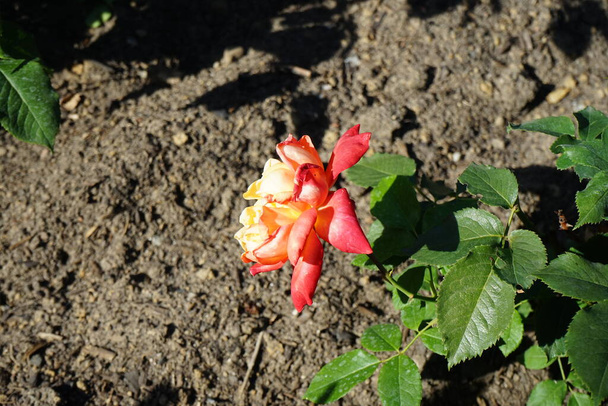 Υβριδικό τριαντάφυλλο τσαγιού, Rosa 'Speelwark', ανθίζει με ροδάκινο κίτρινο με κοκκινωπά λουλούδια άκρη τον Ιούλιο στο πάρκο. Το τριαντάφυλλο είναι ένα ξυλώδες πολυετές ανθοφόρο φυτό του γένους Rosa, της οικογένειας Rosaceae. Βερολίνο, Γερμανία  - Φωτογραφία, εικόνα