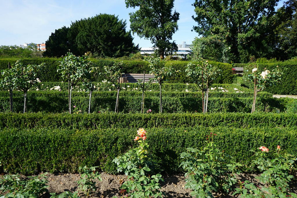 Hybridní čajová růže, Rosa 'Speelwark', kvete broskvově žlutou s načervenalými květy v červenci v parku. Rose je dřevitá trvalková rostlina rodu Rosa, čeledi Rosaceae. Berlín, Německo  - Fotografie, Obrázek