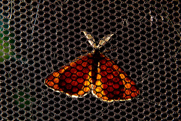 Common Heath moth perched on a mesh background. - Photo, Image
