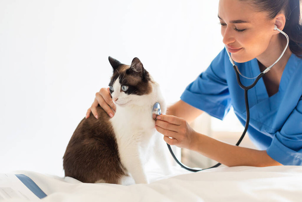 Veterinary Checkup. Veterinarian Lady Checking Heart Health Diagnosis For Cat, Listening To Pet Heartbeat With Stethoscope, Examining Animal During Appointment At Modern Clinic - Fotoğraf, Görsel