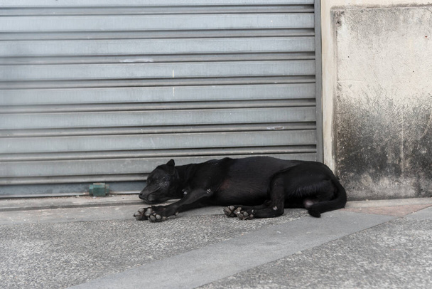 Ένα μαύρο σκυλί που κοιμάται σε ένα πεζοδρόμιο στο δρόμο. Εγκαταλελειμμένο και πεινασμένο σκυλί. Pelourinho, Βραζιλία. - Φωτογραφία, εικόνα