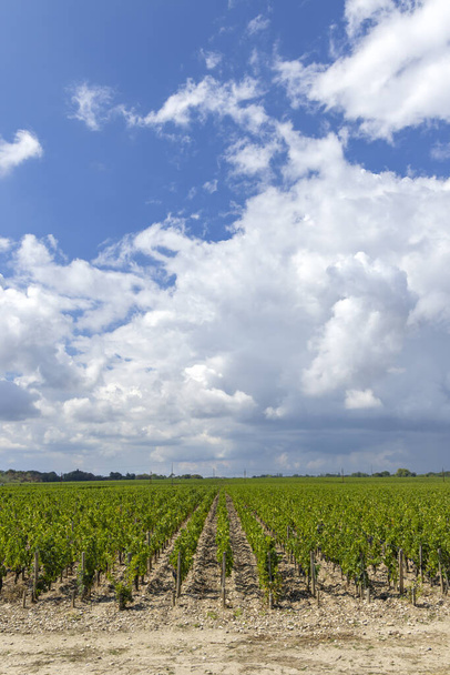 Typical vineyards near Chateau Dauzac, Margaux, Medoc, Bordeaux, Aquitaine, France - Photo, Image