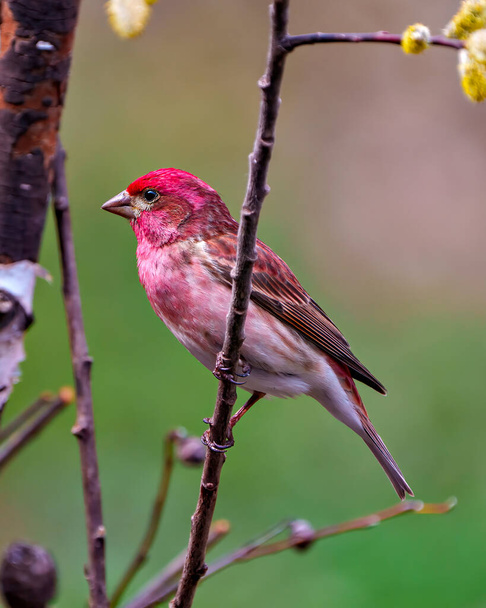 Purple Finch male close-up side view perched on a branch with in its environment and habitat surrounding displaying red feather plumage. Finch Picture. - Foto, imagen