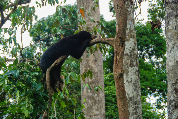 Een zwarte zon beer slapend op een aftakking in het regenwoud in Bornean Sun Bear Conservation Centre in Sabah, Borneo, Maleisië - Foto, afbeelding