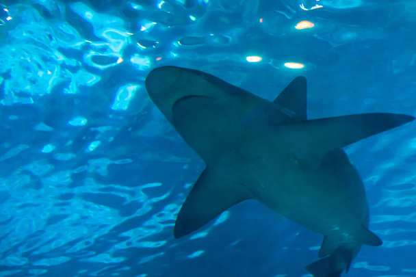 Vista inferior de un tiburón en el agua. El concepto de protección de los tiburones y la necesidad de respetar el medio ambiente. Foto de alta calidad - Foto, imagen