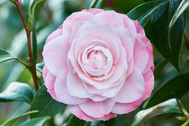 Цветок Камелии
 - Фото, изображение