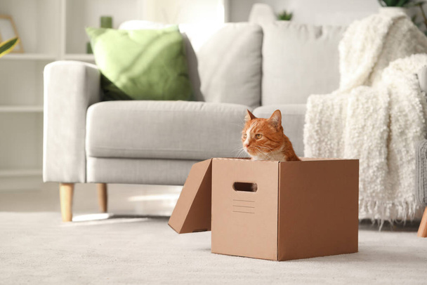 Funny cat in cardboard box at home - Zdjęcie, obraz