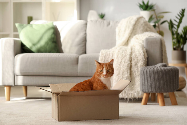 家の段ボール箱の面白い猫 - 写真・画像