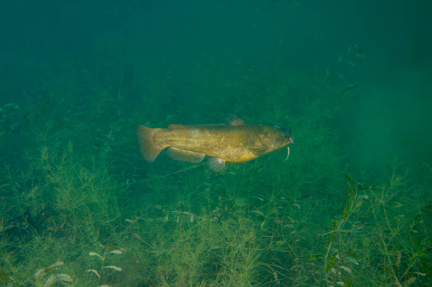 Yellow Bullhead Catfish Ameiurus natalis swimming over weeds in an inland lake. High quality photo - Photo, Image