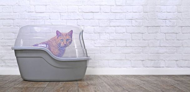 Roztomilá červená kočka sedící na uzavřeném záchodě a dívající se do kamery. Panoramatický obrázek s kopírovacím prostorem. - Fotografie, Obrázek