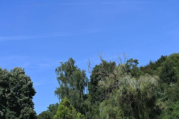 青い空を背景に緑の木々 - 写真・画像