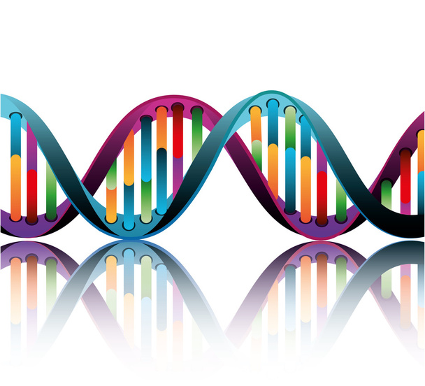 DNA design, vector illustration. - Vector, Image
