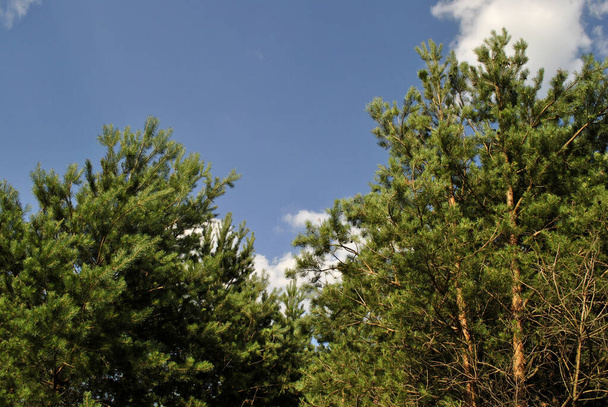 сосновий ліс на тлі блакитного неба
 - Фото, зображення