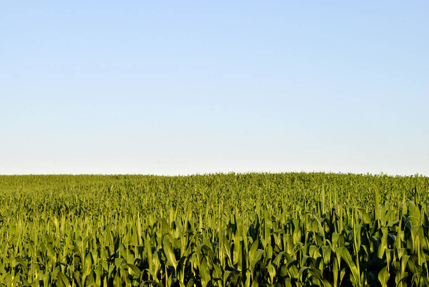 green wheat field and blue sky background - Photo, Image