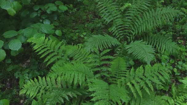 Mokre i zielone krzewy paproci w otoczeniu lasów deszczowych. - Materiał filmowy, wideo