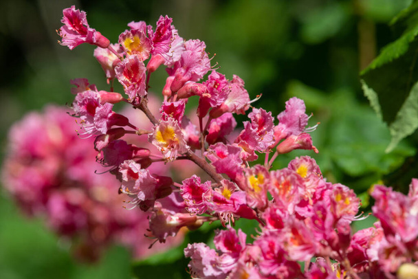 Detailní záběr květu na kaštanovníku červeného (aesculus x carnea) - Fotografie, Obrázek
