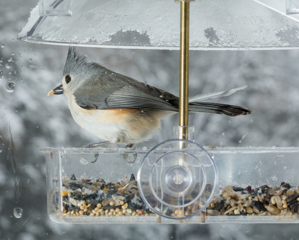 Tufted Titmouse in window bird feeder  - Zdjęcie, obraz