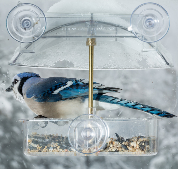 Blue Jay in window bird feeder  - Zdjęcie, obraz