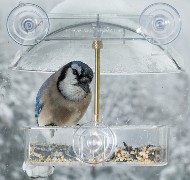 Blue Jay in window bird feeder  - Photo, Image