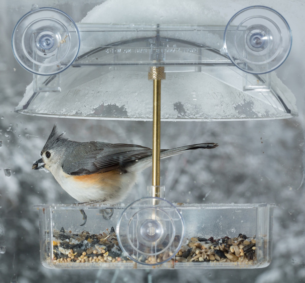 Tufted Titmouse in window bird feeder  - Zdjęcie, obraz