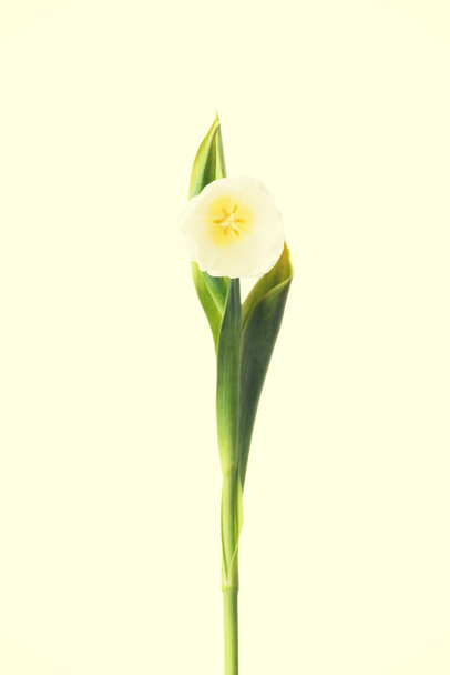 White tulip flower. - Φωτογραφία, εικόνα