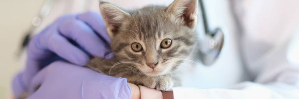 Vet doctor holding small kitten in gloved hands close up. Veterinary clinic and pets health care concept. - Foto, imagen