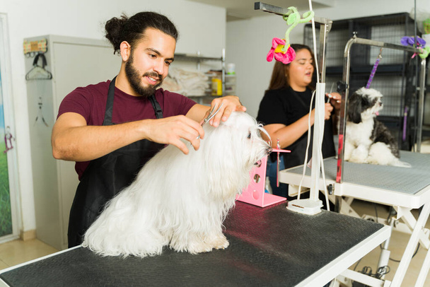 Köpek tımarcısı olarak çalışırken güzel, beyaz bir Malta köpeğinin saçını kesen mutlu bir işçi. - Fotoğraf, Görsel