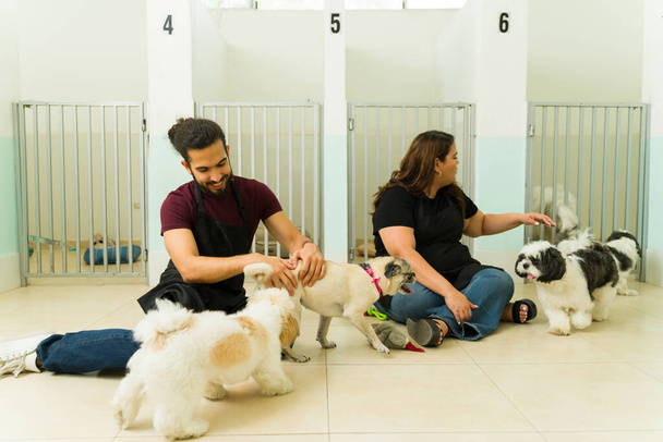 Gelukkig latijn vrouw en man lachend werkend bij de hondenopvang spelend met mooie shih tzu en pug honden in het huisdier hotel - Foto, afbeelding