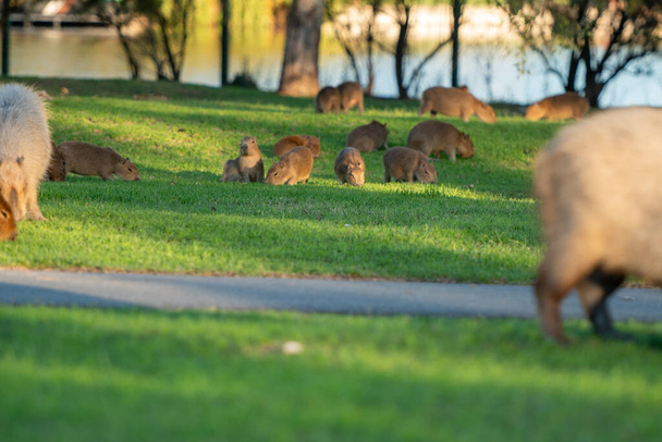 Capibaras en el barrio privado de Nordelta, con sus yates, ubicado en Buenos Aires, Argentina. - Foto, imagen