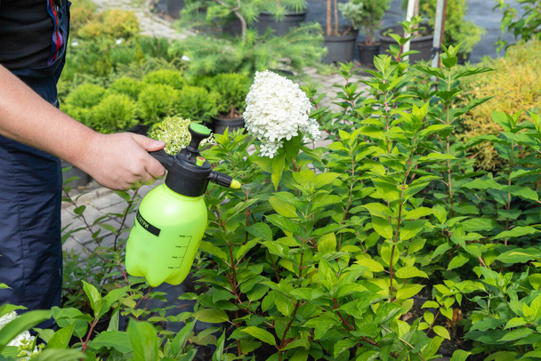 Gardener spraying hydrangeas with water or insecticides and fungicides from pests of mildew, oidium and others, taking care of new plants. Pest protection and young trees and bushes care. - Valokuva, kuva