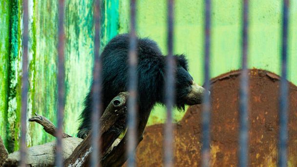 The sloth bear, also known as the Indian bear, is a myrmecophagous bear species native to the Indian at zoo - Photo, Image