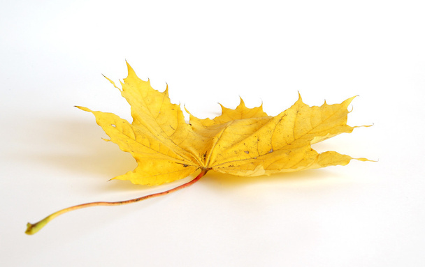 Podzimní javorový list na bílém pozadí - Fotografie, Obrázek
