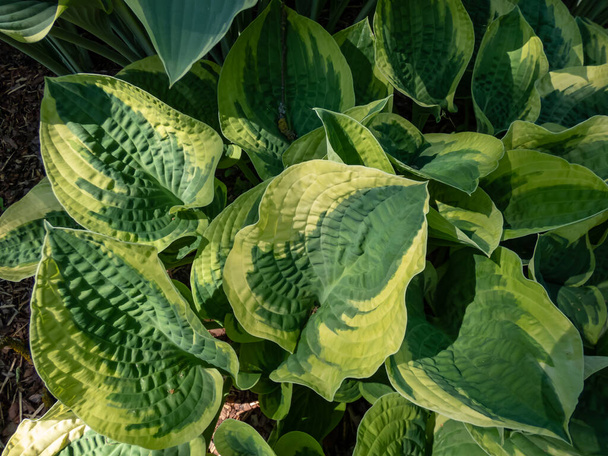 Plantin lily (hosta) x 'Wide Brim' forms attractive, dome-form mound of large heart-shaped, dark green leaves with a blue cast, wide and неравномерно окрашенный yellow - Фото, изображение