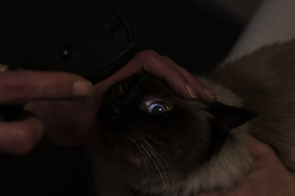 El gato es examinado por el veterinario. Veterinaria se ilumina con la lámpara de hendidura en el ojo de la linda mascota
. - Foto, Imagen