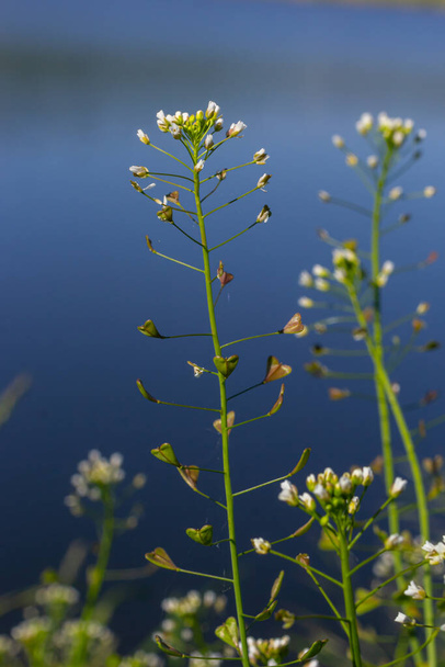 Capsella bursa-pastoris, known as shepherd's bag. Widespread and common weed in agricultural and garden crops. Medicinal plant in natural environment. - Photo, Image