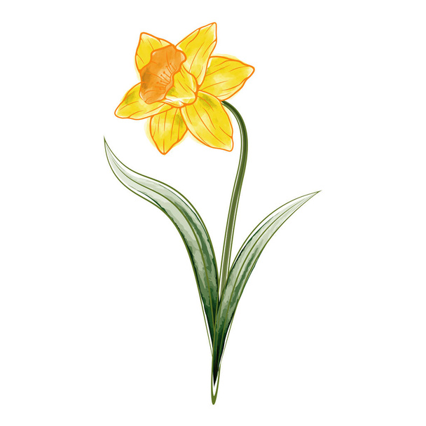 vector image of watercolor narcissus flower. Vector illustration - Vector, Image