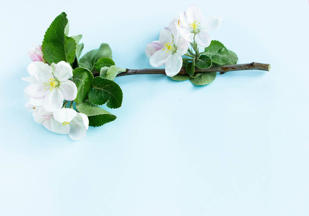 Ένα όμορφο κλαδί μηλιάς με λευκά λουλούδια σε μπλε φόντο. Ανθισμένο κλαδί. Η ανοιξιάτικη ζωή. Θέση για κείμενο. Έννοια της άνοιξης ή της ημέρας μαμά. - Φωτογραφία, εικόνα