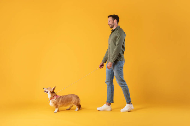 Full body length shot of young man walking with little corgi dog isolated over yellow color studio background, wolna przestrzeń - Zdjęcie, obraz