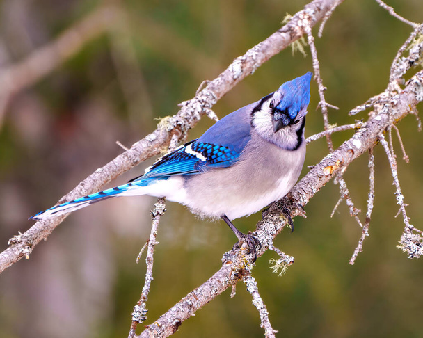 Blue Jay close-up side view perched on a branch with a colourful background in the forest environment and habitat surrounding displaying blue feather plumage wings. Jay Picture. Portrait. - Φωτογραφία, εικόνα