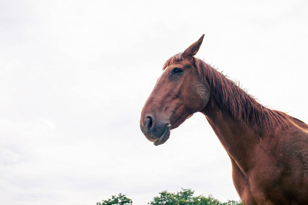 Πορτρέτο ενός αλόγου στο ράντσο. Υψηλής ποιότητας φωτογραφία - Φωτογραφία, εικόνα