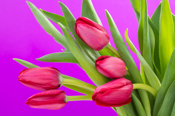 Crimson tulip flower on purple background - Foto, Imagen