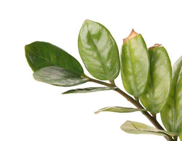 Houseplant with damaged leaves on white background, closeup - Foto, imagen